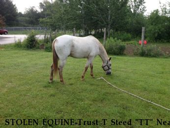 STOLEN EQUINE-Trust T Steed "TT" Near Marinette, WI, 54143